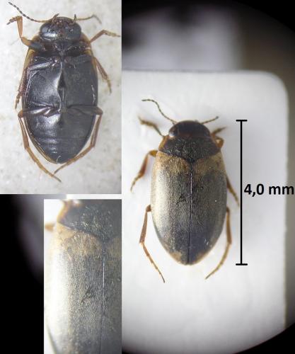 Hydroporus marginatus